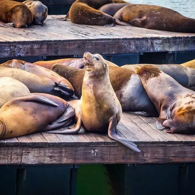 Leões marinhos descansam no K Dock do PIER 39