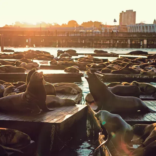 Seelöwen ruhen sich bei Sunset am K-Dock von PIER 39 aus